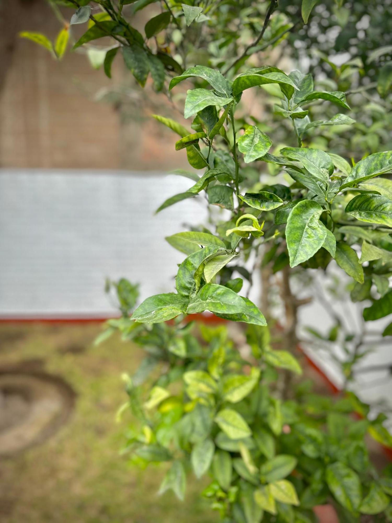 Casa Verde Jesus Maria - Zona Residencial Lima Ngoại thất bức ảnh